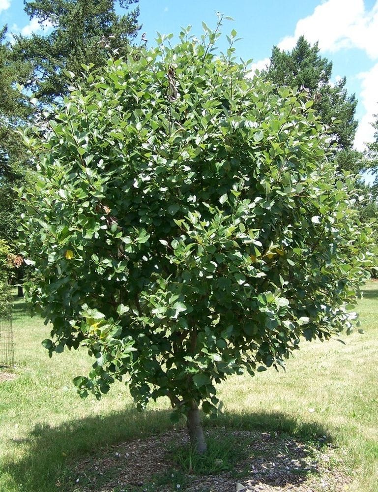 Sorbus latifolia